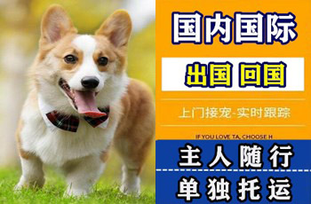 济南市宠物托运公司济南市宠物托运公司济南市宠物托运公司