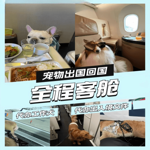 济南市宠物托运到白俄罗斯宠物入境规定和要求