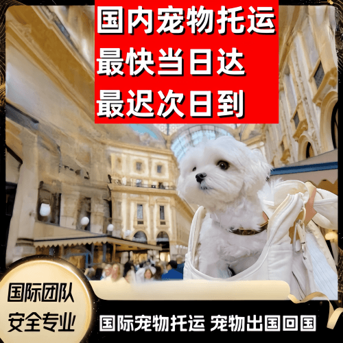 济南市到澳大利亚（澳洲）宠物入境规定和要求